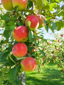 red apples on tree during daytime