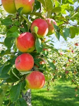 red apples on tree during daytime