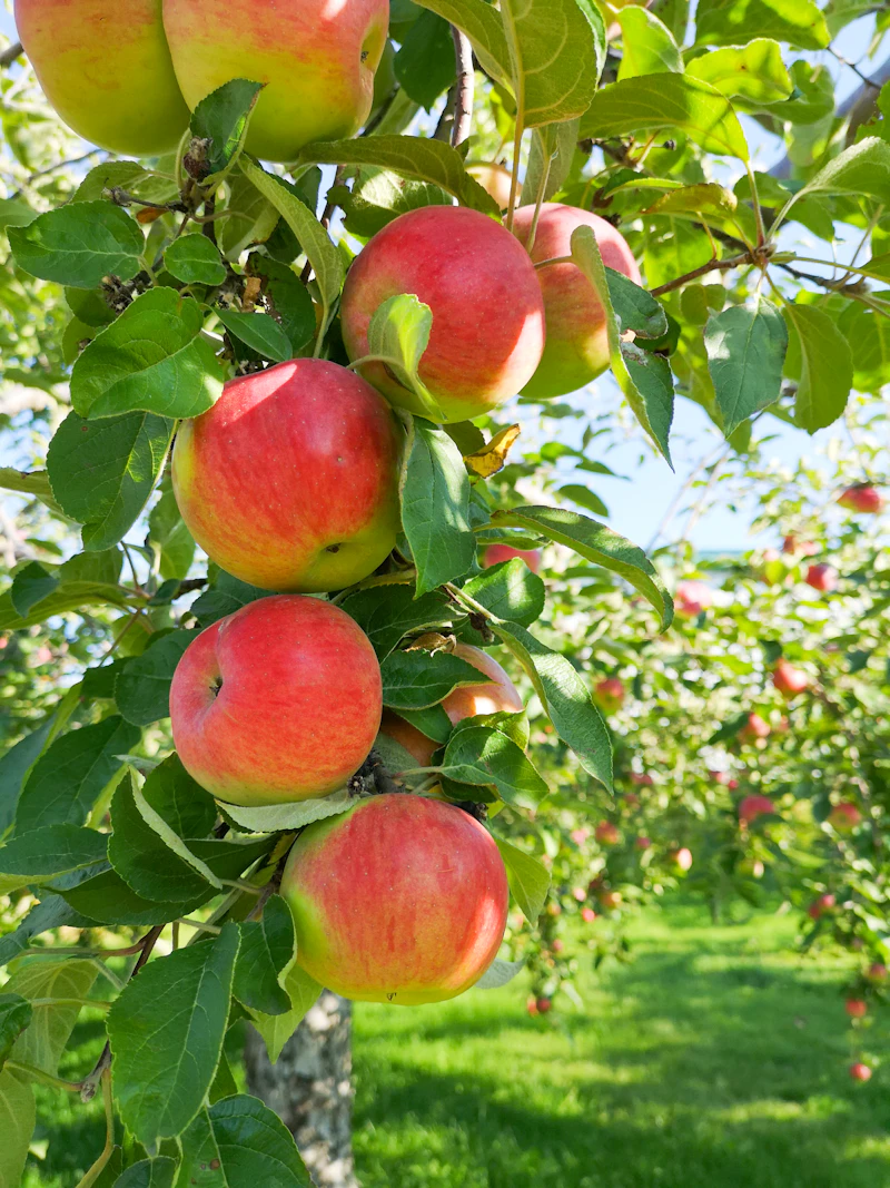 Red apples ripening on tree branches in an orchard