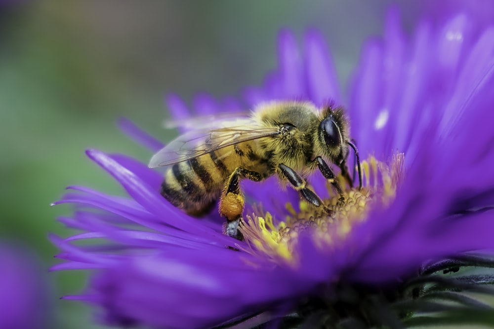 낮 동안 클로즈업 촬영에서 보라색 꽃에 앉은 꿀벌