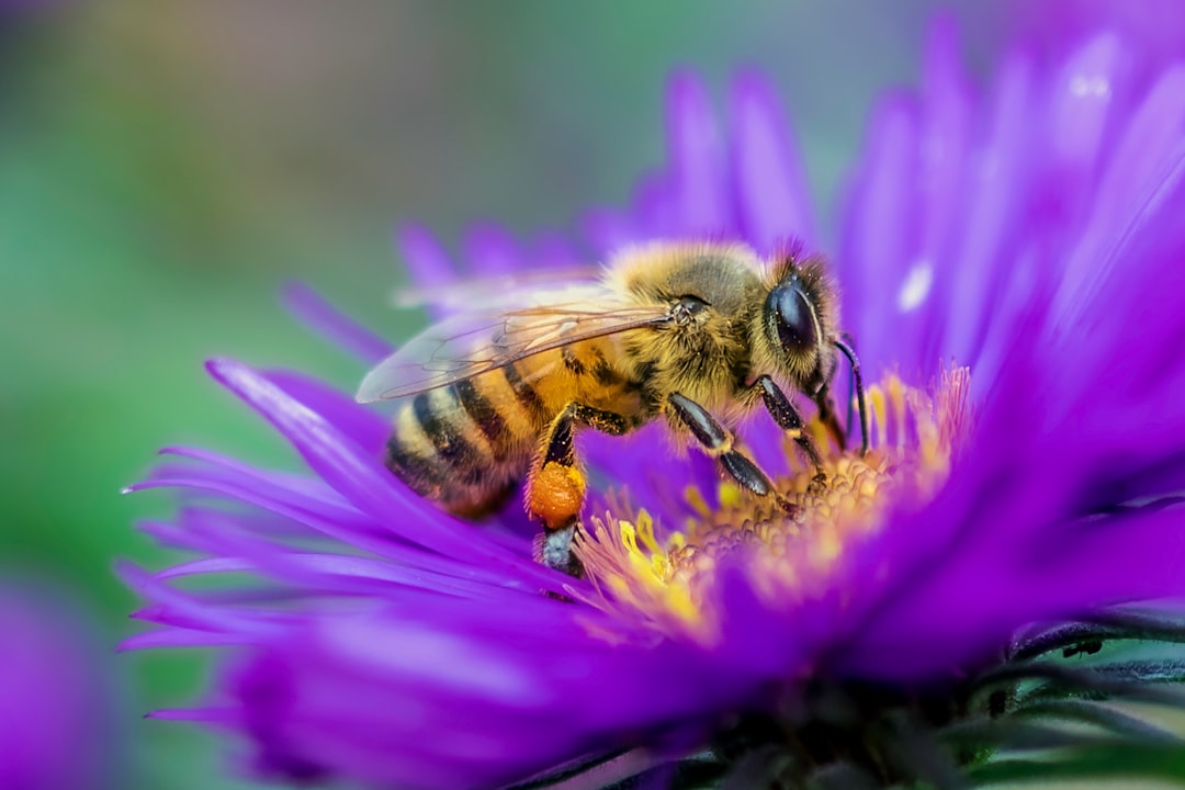 honeybee perched on purple flower in close up photography during daytime