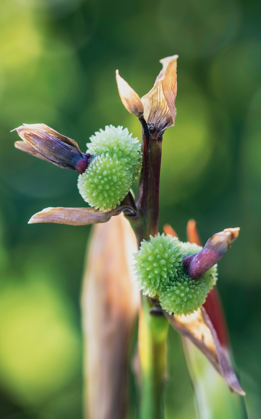 green and brown flower bud