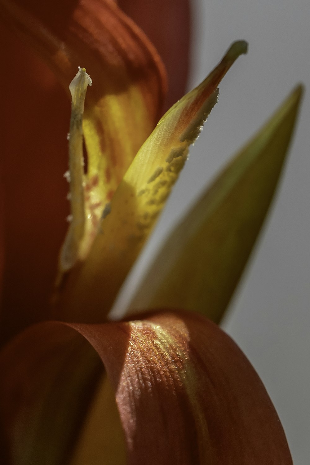 red and yellow flower in close up photography