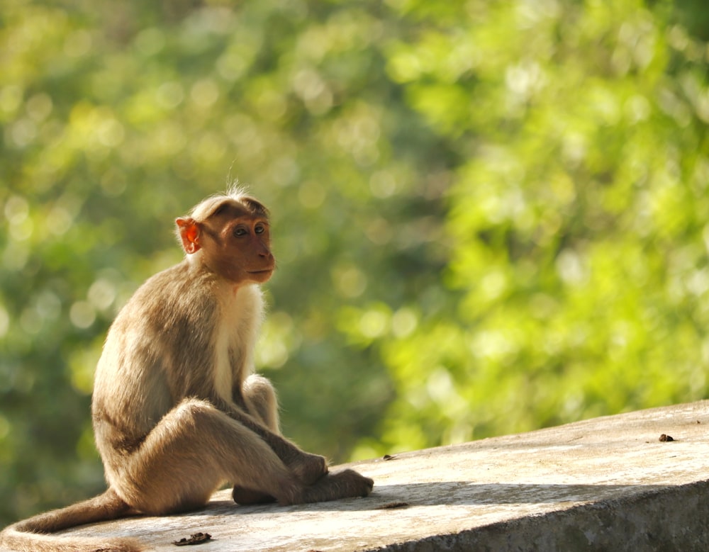 brown monkey sitting on concrete surface during daytime