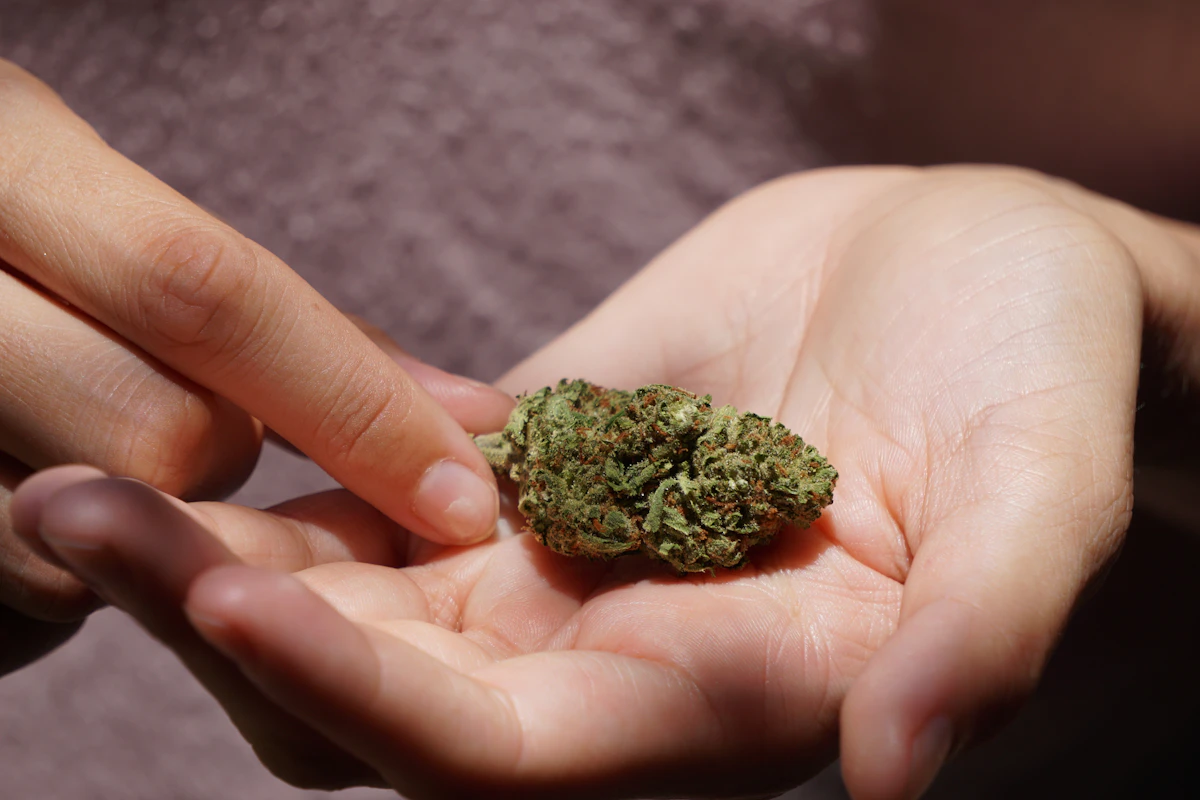 Hand holding a single cannabis bud in daylight to inspect trichomes, color, and structure