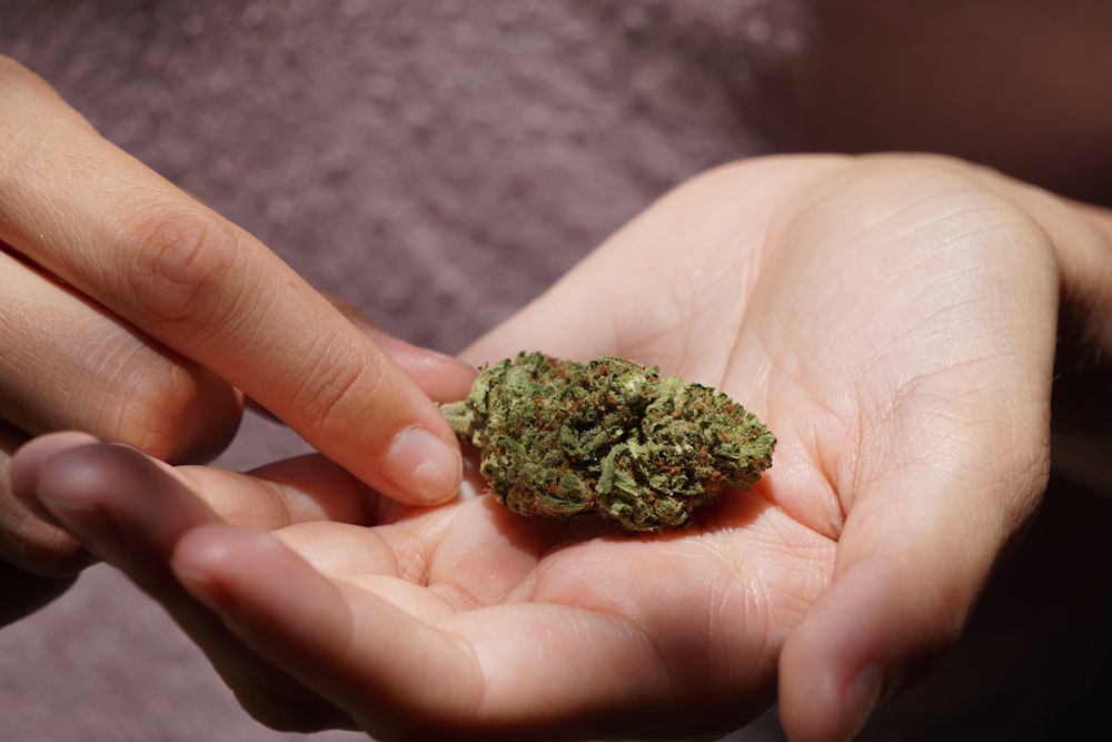 green kush on persons hand