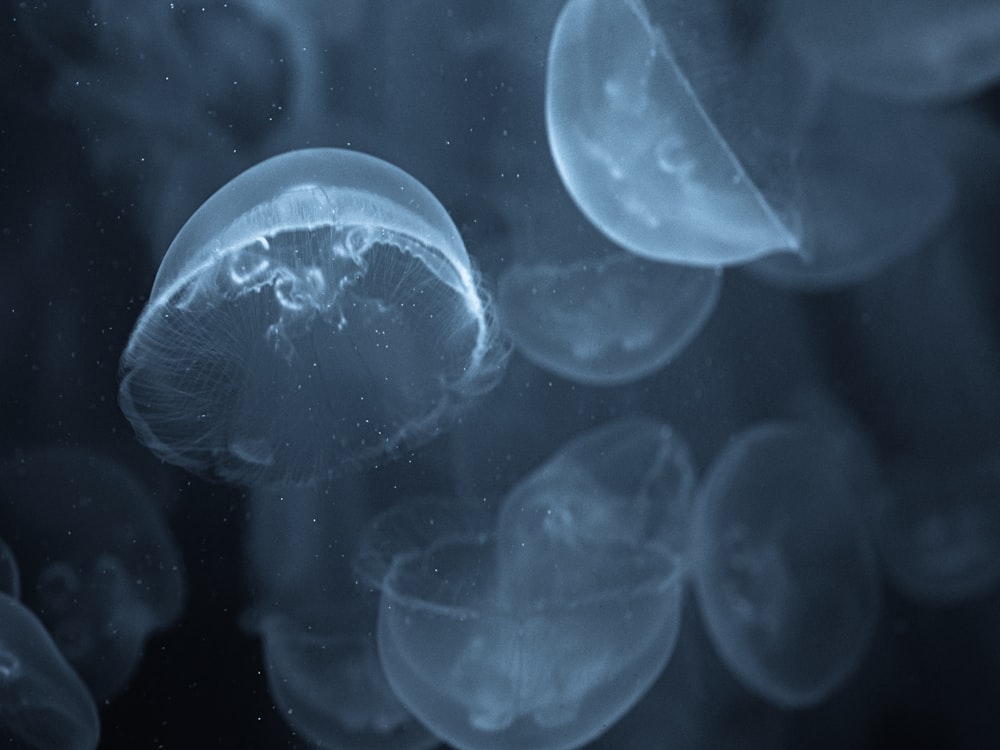 blue jellyfish in water in close up photography