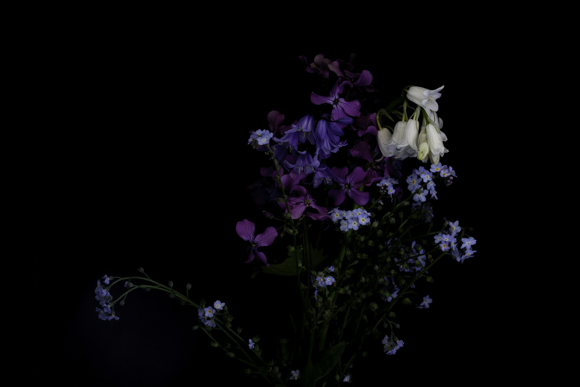 white and purple flowers with green leaves