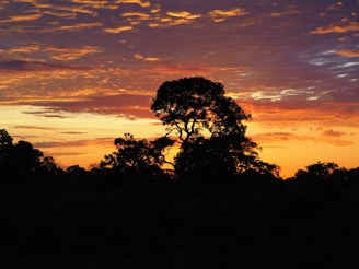 silhouette of trees during sunset