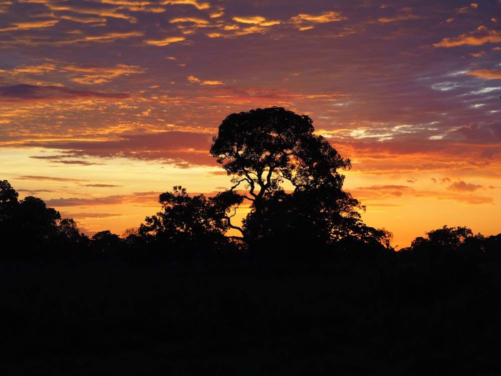 silhouette of trees during sunset