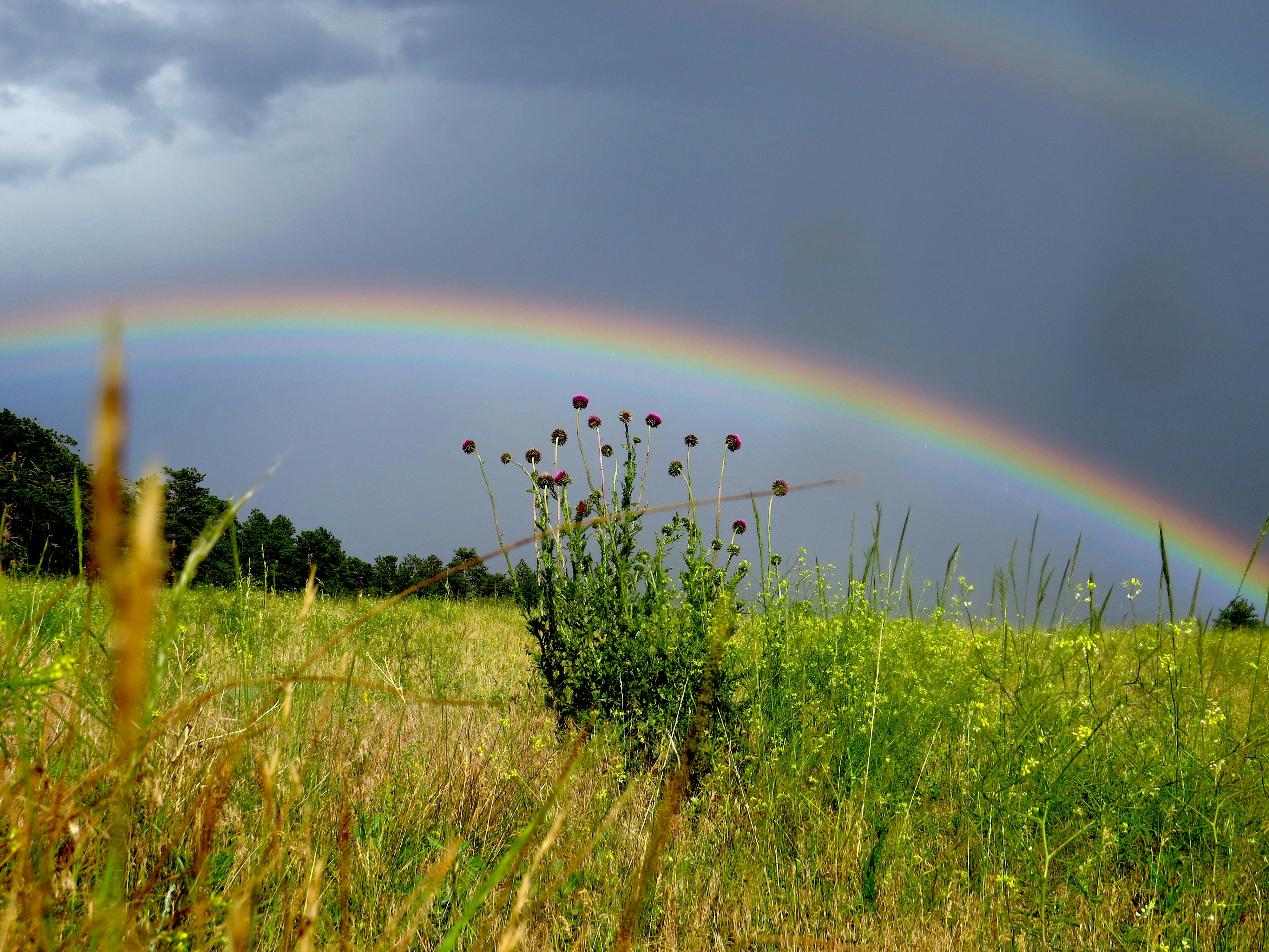 green grass field under rainbow