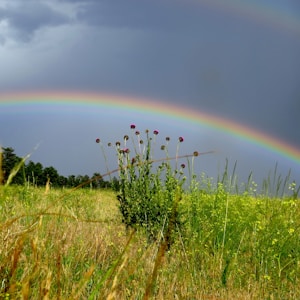 green grass field under rainbow