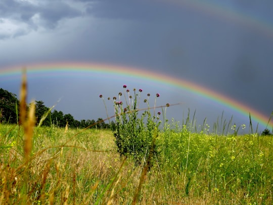 green grass field under rainbow in Estes Park United States