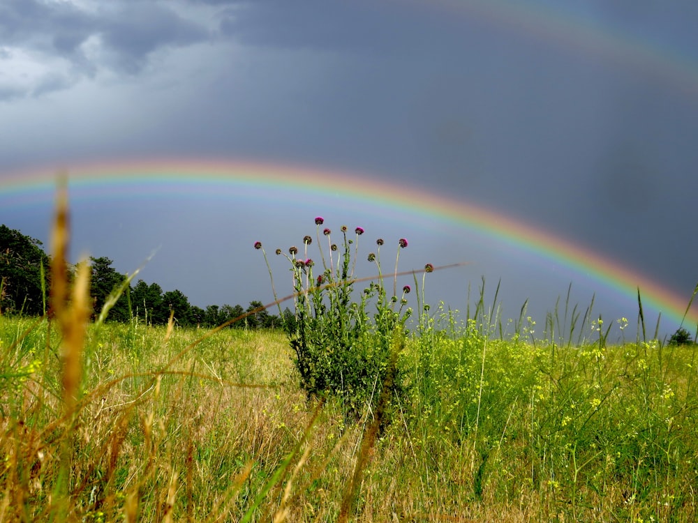 green grass field under rainbow