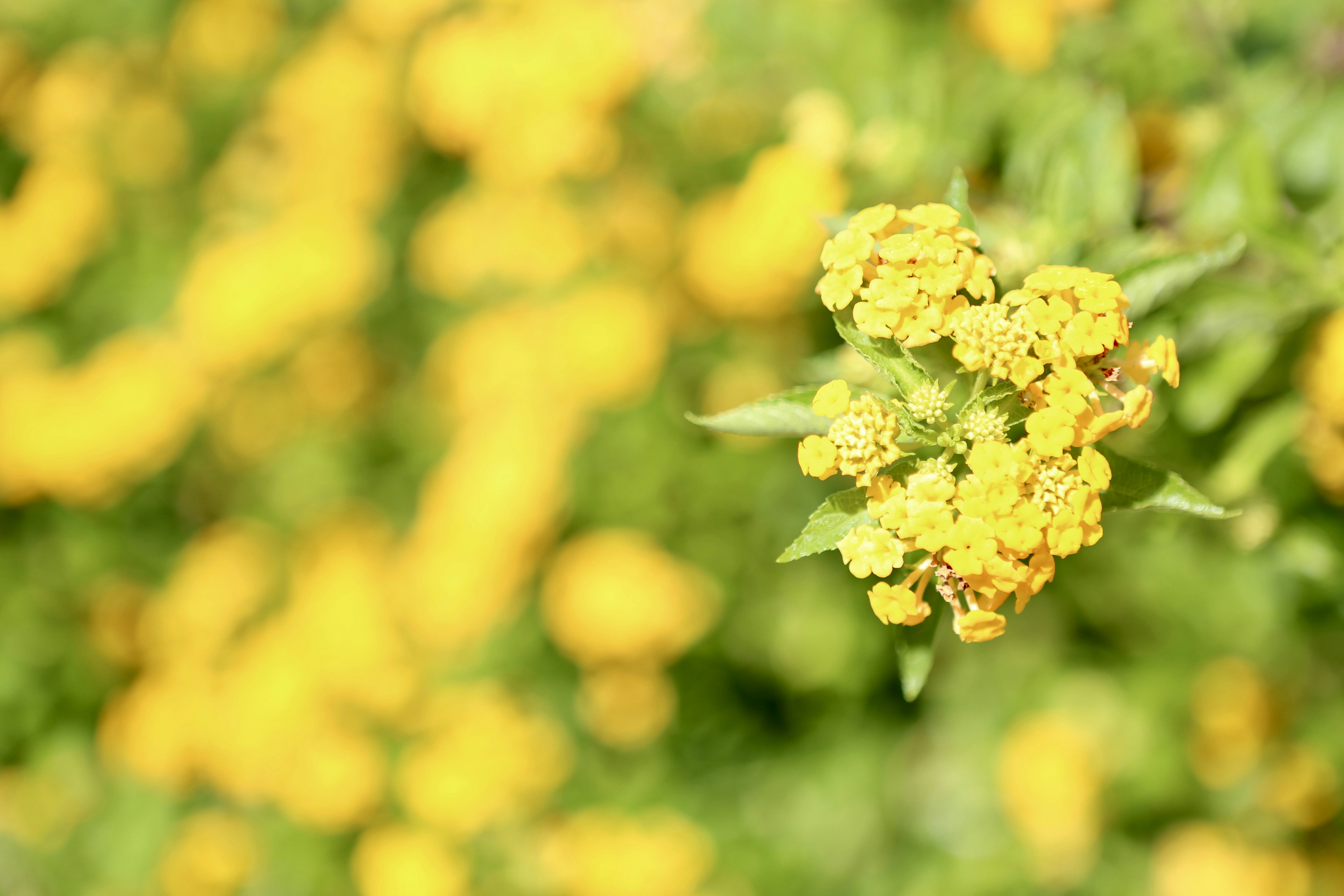 Photo by josephrizzo