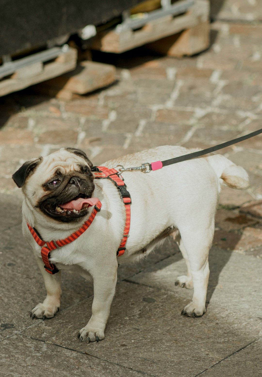 fawn pug with brown leash