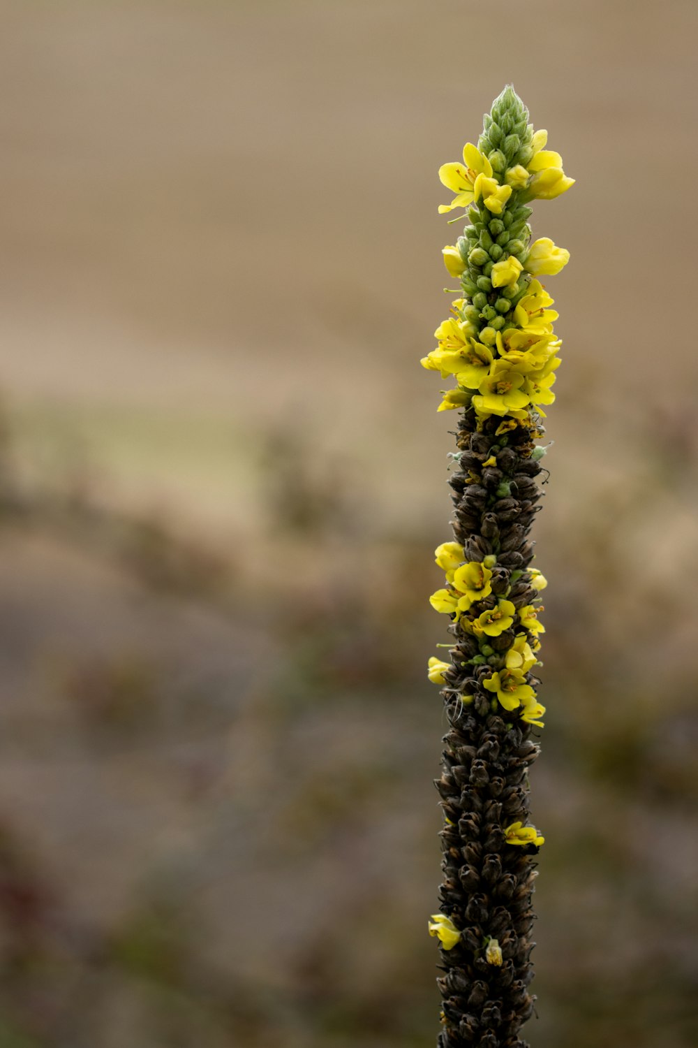 yellow flower in tilt shift lens