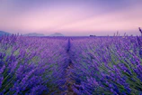 purple flower field under white sky during daytime