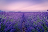 purple flower field under white sky during daytime