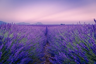 purple flower field under white sky during daytime