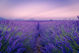 Rows of purple lavender in Valensole, France, under a soft pink sky.
