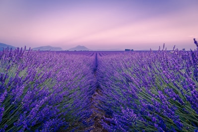purple flower field under white sky during daytime