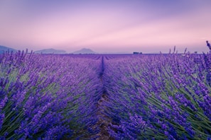 purple flower field under white sky during daytime