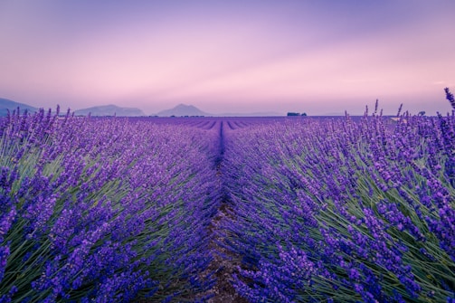 purple flower field under white sky during daytime