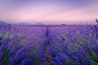 Rows of purple lavender in Valensole, France, under a soft pink sky.