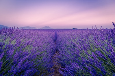 purple flower field under white sky during daytime
