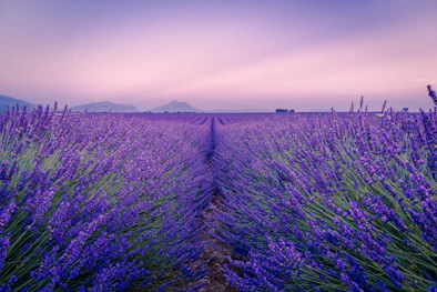 Rows of purple lavender in Valensole, France, under a soft pink sky.