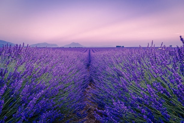 purple flower field under white sky during daytime