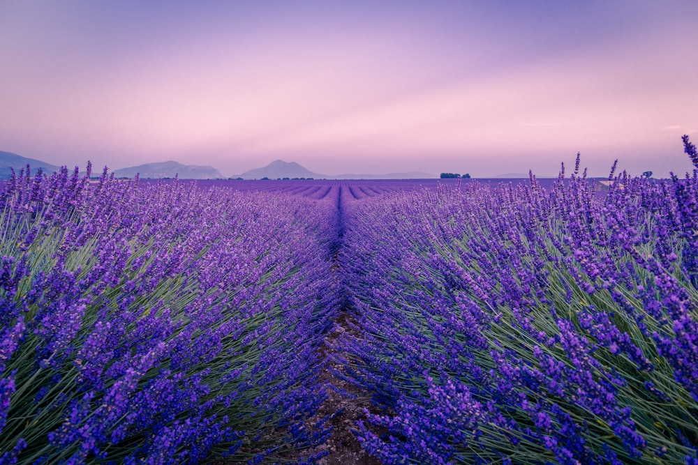 campo de flor roxo sob o céu branco durante o dia