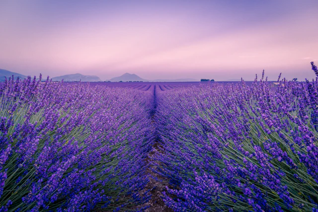Rows of lavender in Valensole, Provence, under a soft pink sky
