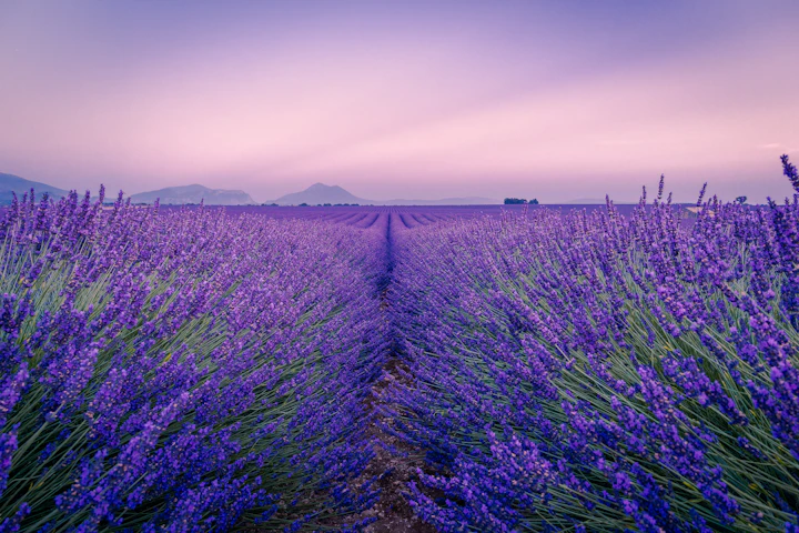 Rows of flowering lavender in Provence