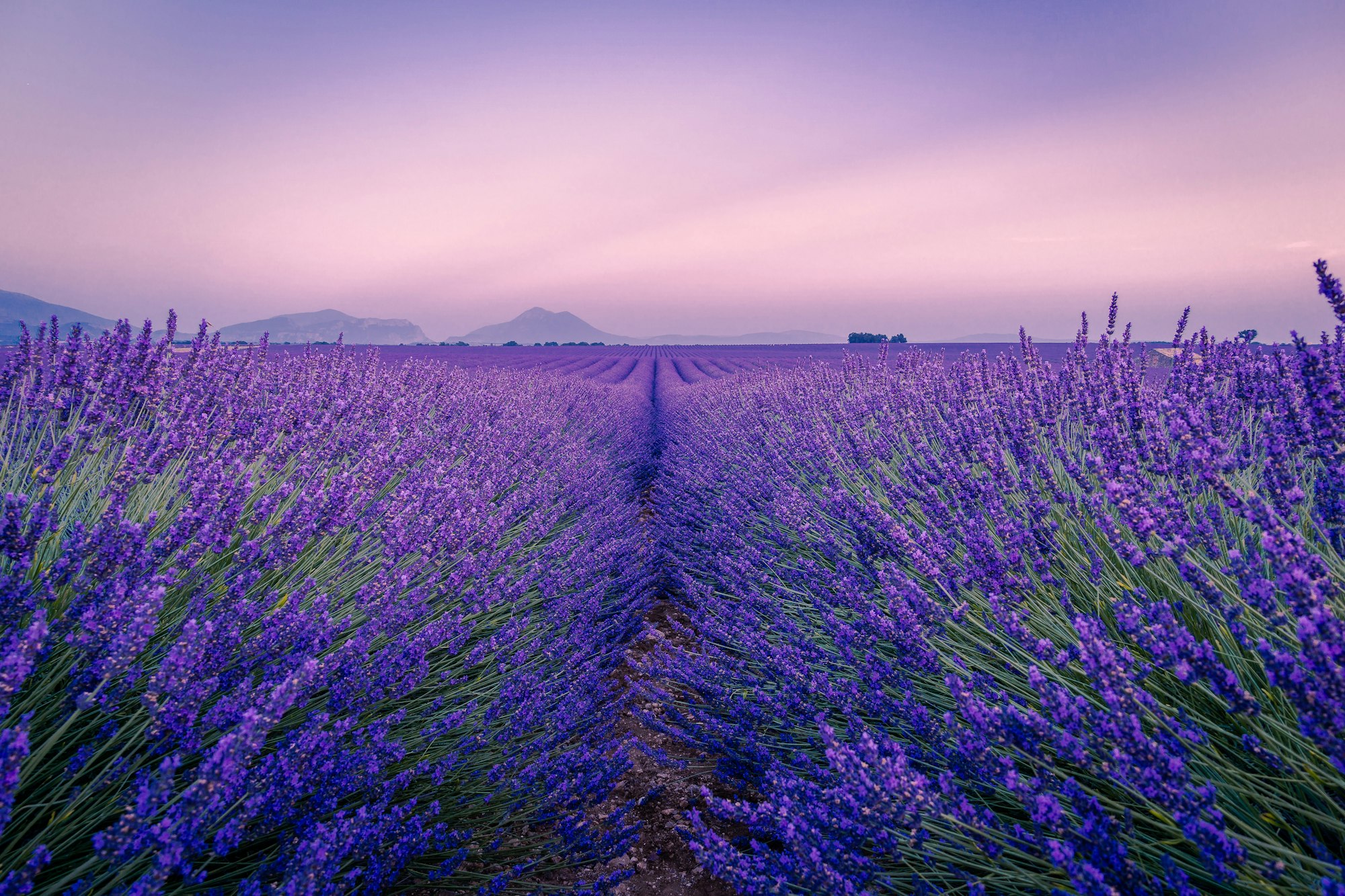 Lavander fields in Provence, France