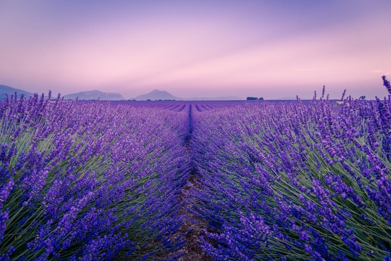 Champs de lavande sur le plateau de Valensole
