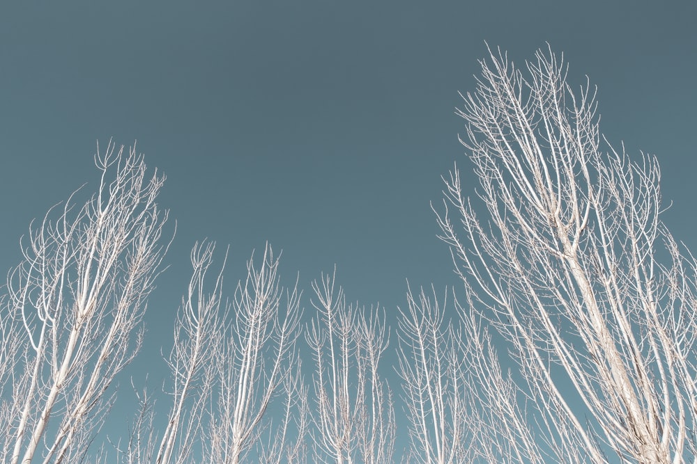 leafless trees under gray sky