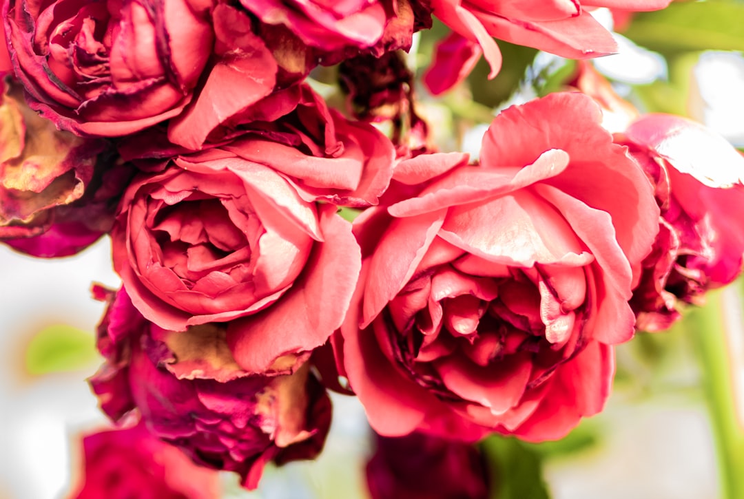 pink roses in close up photography