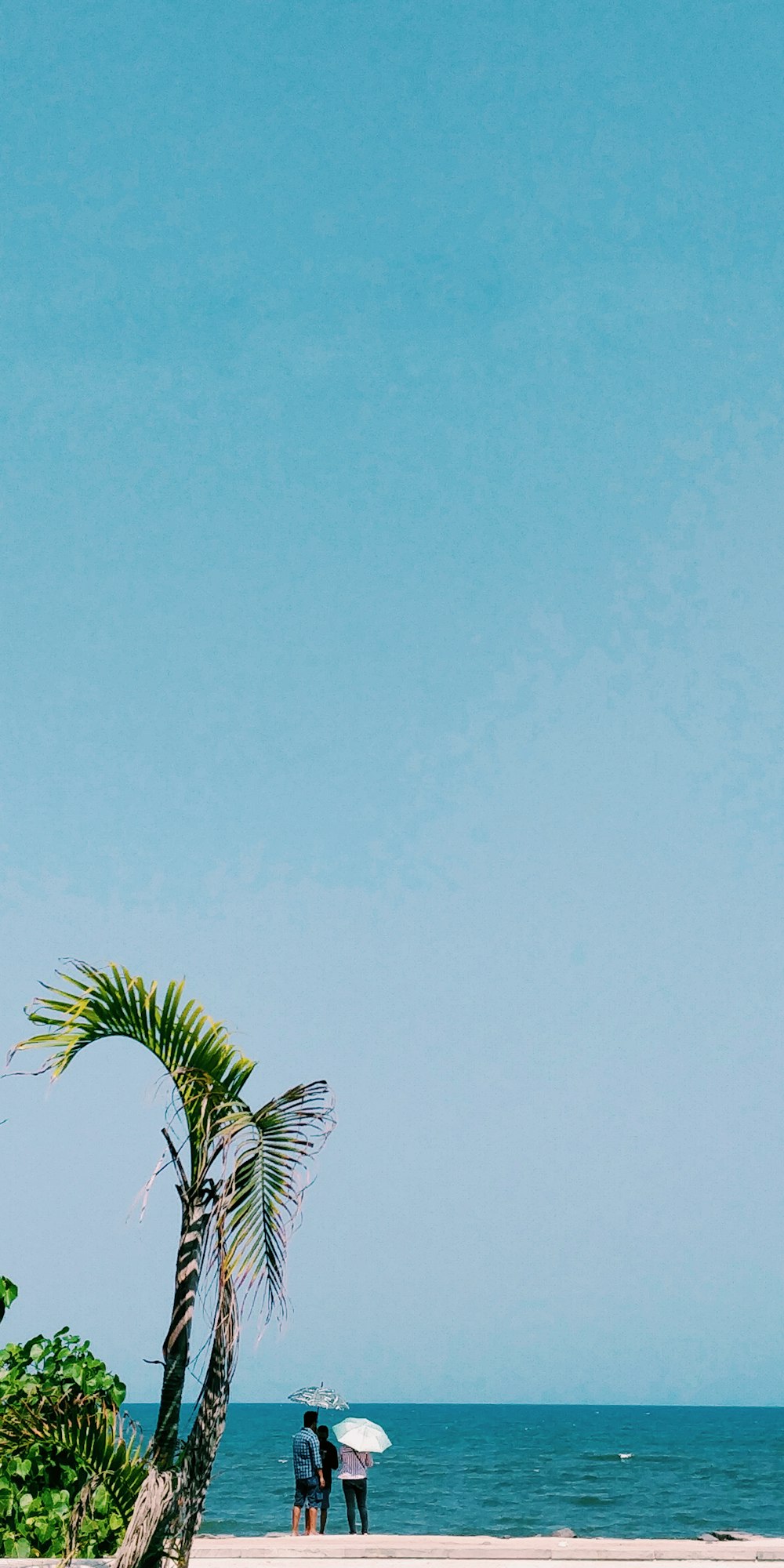 Palmera verde bajo el cielo azul durante el día