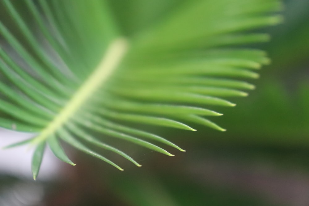 green leaf in close up photography