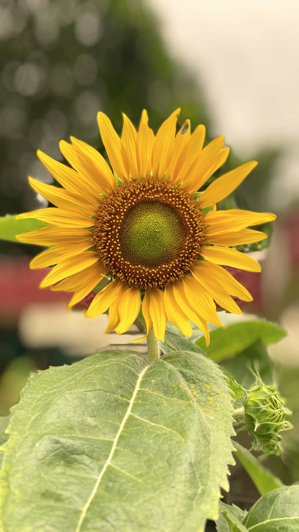 yellow sunflower in close up photography