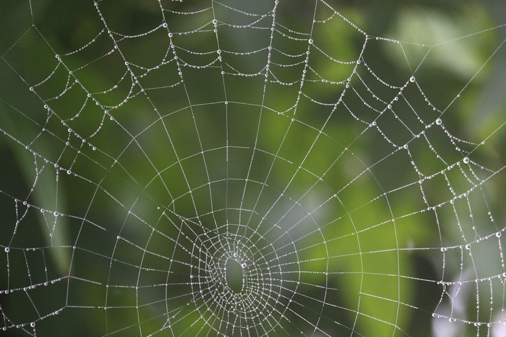 spider web in close up photography