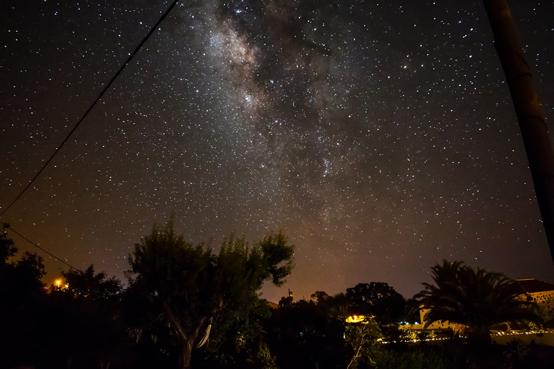 green trees under starry night