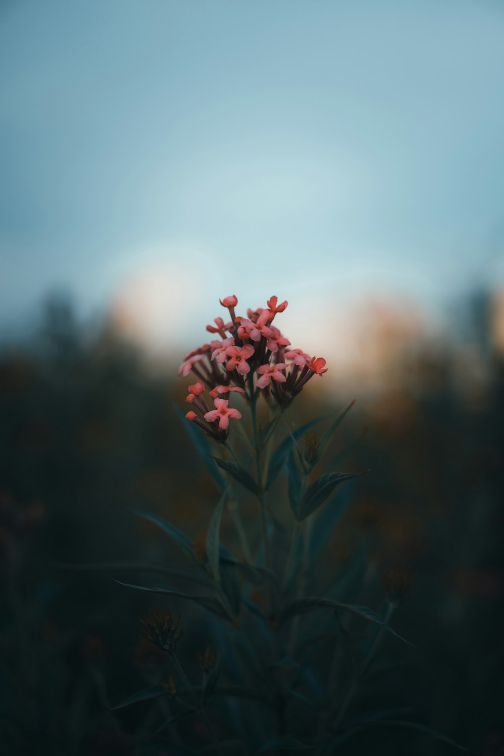 red flower in tilt shift lens