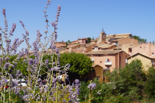 Provence France white and purple flower near brown concrete building during daytime