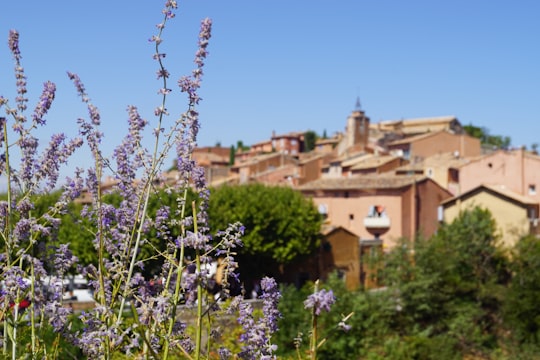 white and purple flower near brown concrete building during daytime in Village of Roussillon France