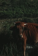 A brown cow with white-tipped horns is partially obscured by tall grass. The background features a heavily forested area with dense green foliage, creating a natural and rustic atmosphere.