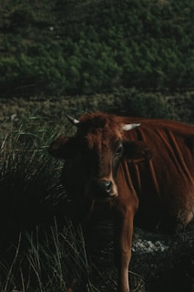 A brown cow with white-tipped horns is partially obscured by tall grass. The background features a heavily forested area with dense green foliage, creating a natural and rustic atmosphere.