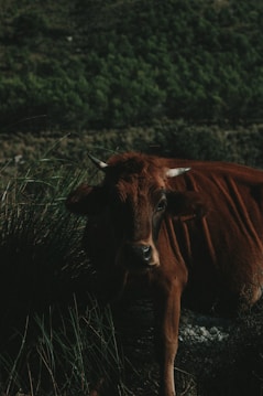 A brown cow with white-tipped horns is partially obscured by tall grass. The background features a heavily forested area with dense green foliage, creating a natural and rustic atmosphere.